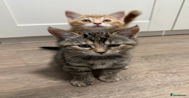 Mixed Breed cats - Advert 14