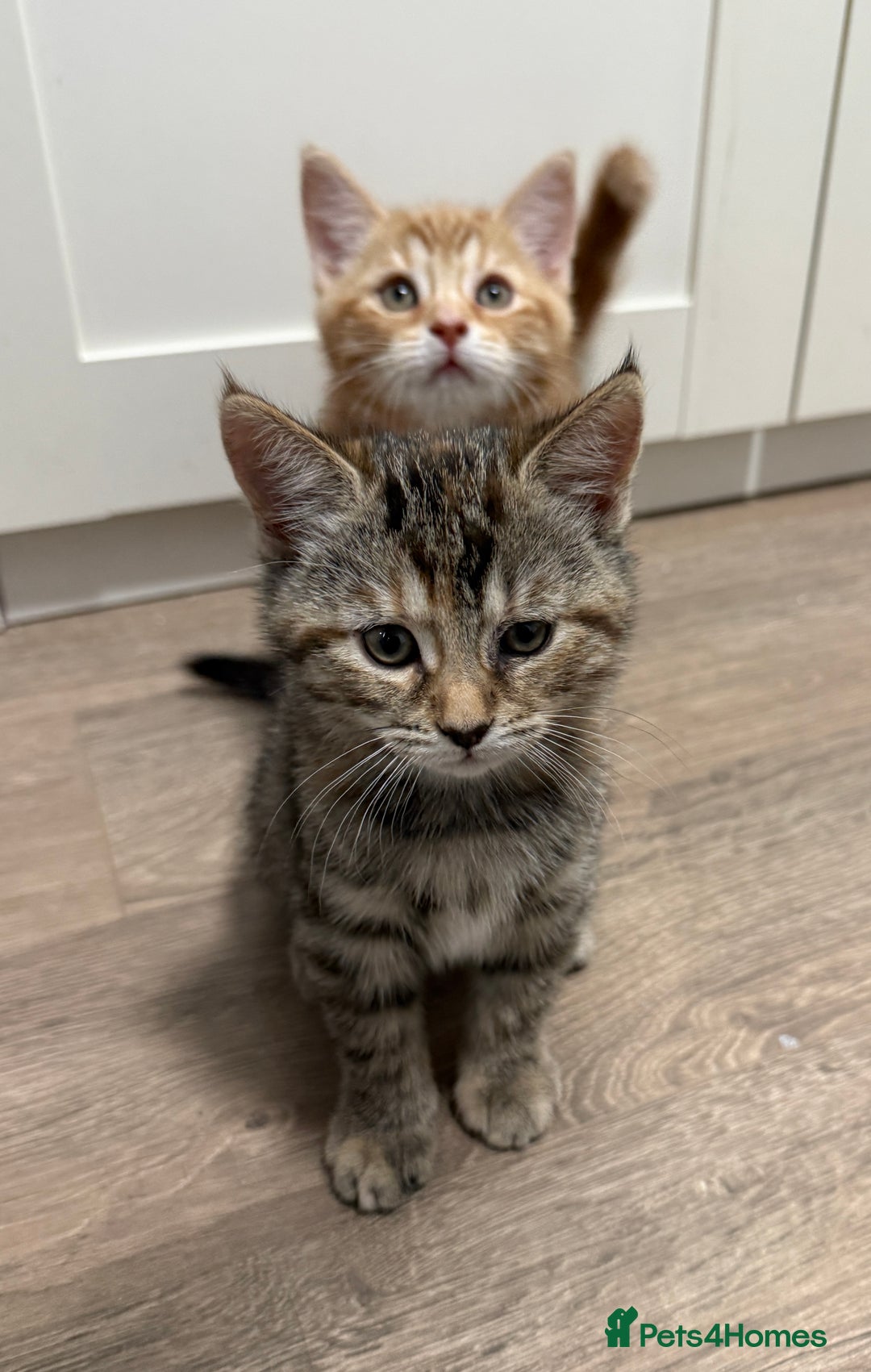 Mixed Breed cats for sale: Kittens looking for a loving home  - Image 3
