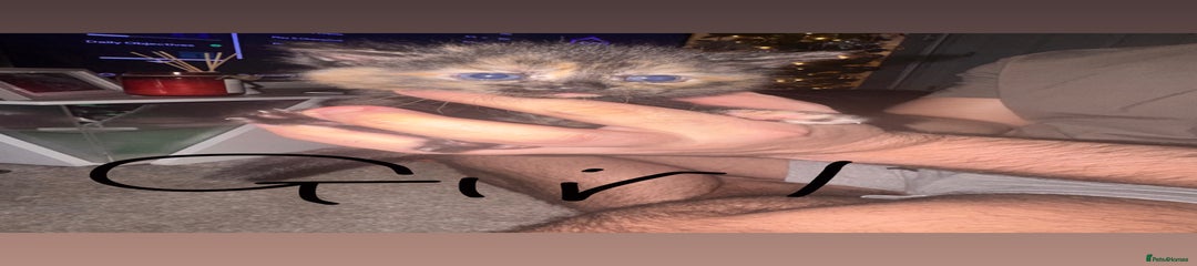 Mixed Breed Kitten 3