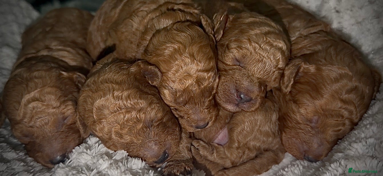 Cockapoo dogs Red Toy Cockapoo’s - Advert 4