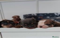 English Bulldog dogs for sale: Beautiful English Bulldog Puppies - Image 31