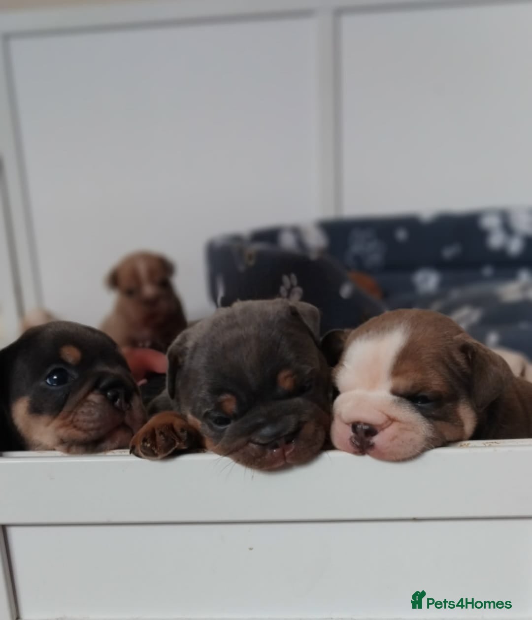 English Bulldog dogs for sale: Beautiful English Bulldog Puppies - Image 31