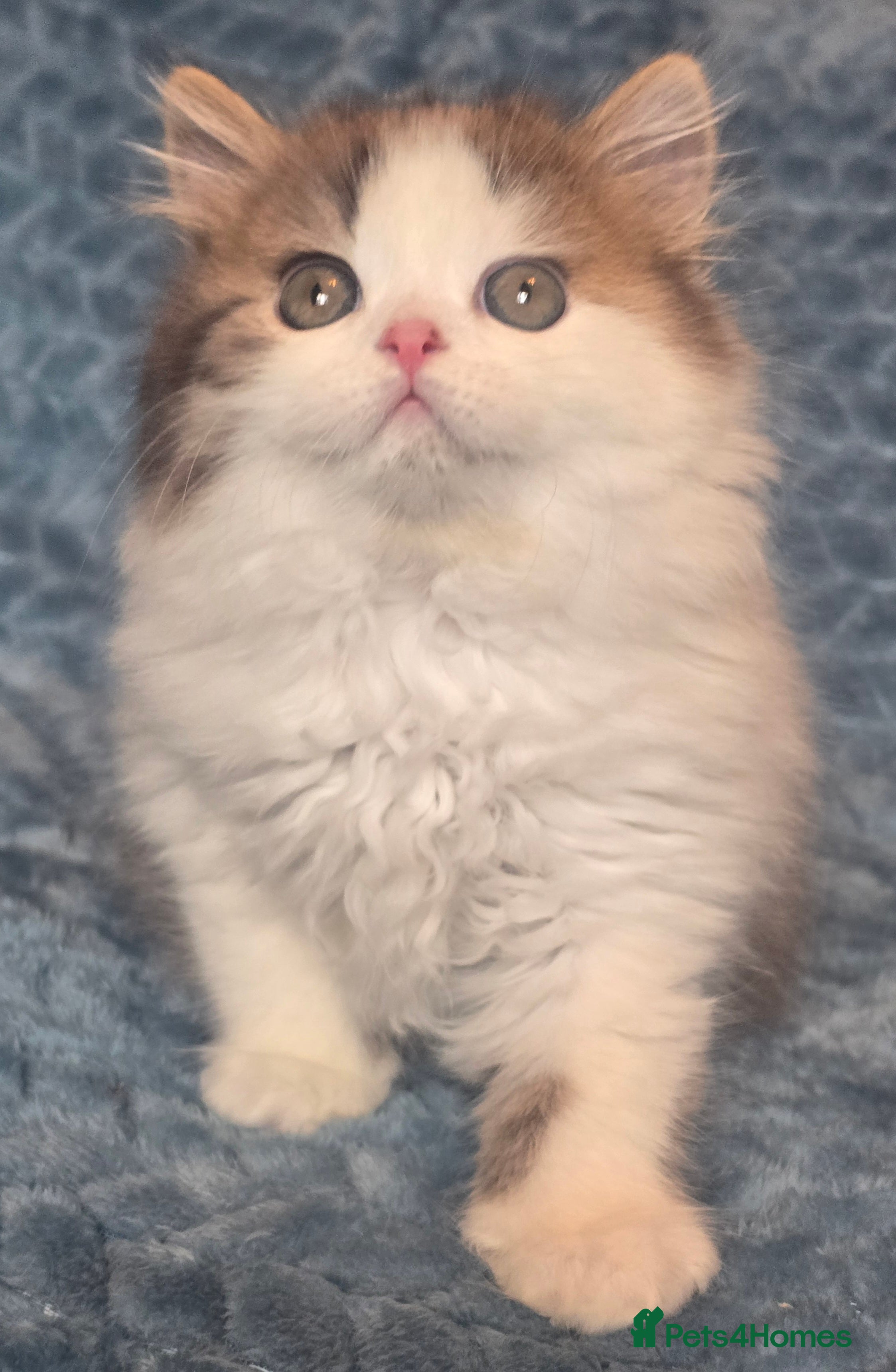 British Shorthair cats TICA registered British shorthair kittens - Advert 18