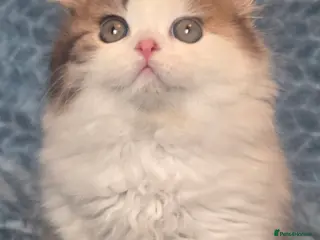 British Shorthair cats TICA registered British shorthair kittens - Advert 18