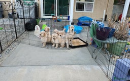 Golden Retriever dogs for sale: We have 5 boys and 3 girls Golden remaining 🐾 - Image 11