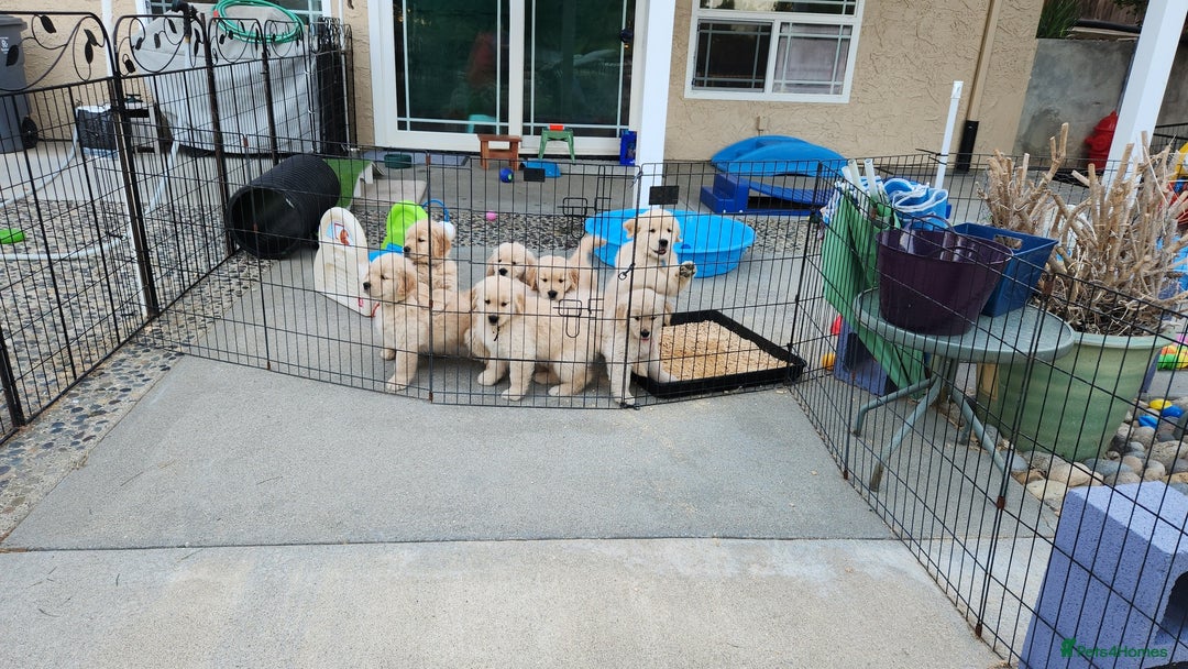 Golden Retriever dogs for sale: We have 5 boys and 3 girls Golden remaining 🐾 - Image 11