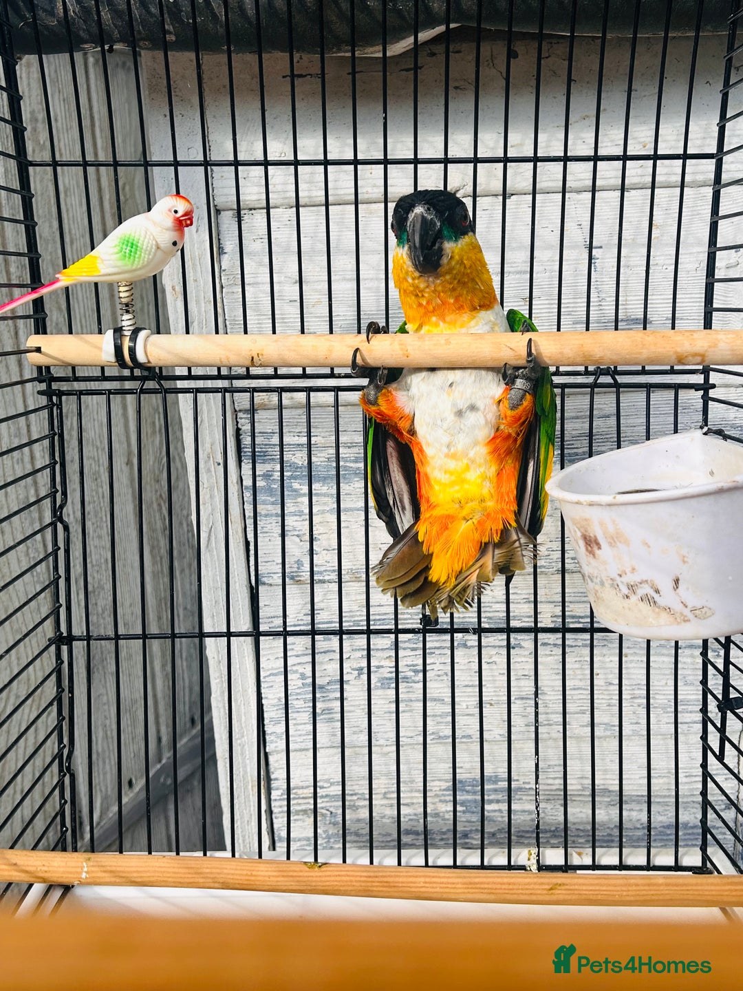 Parrots birds for sale: Male black headed caique for sale  - Image 6