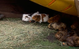 Guinea Pig rodents for sale: Guinea pigs!! - Image 2