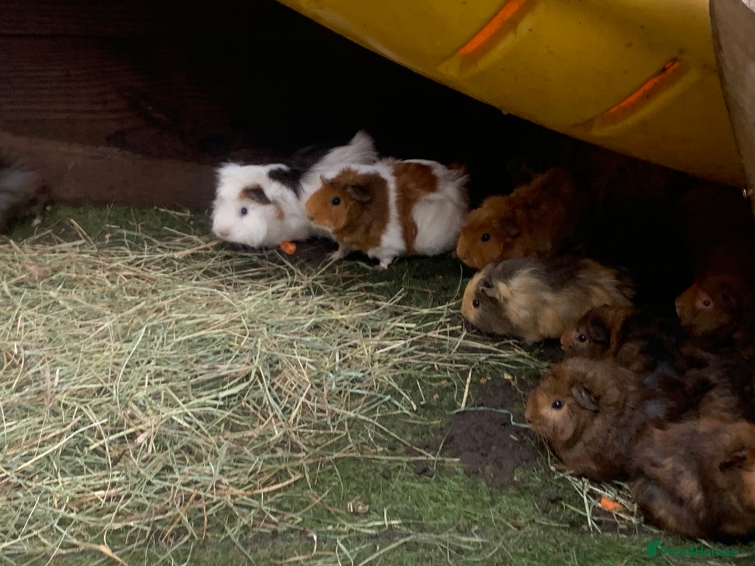 Guinea Pig rodents for sale: Guinea pigs!! - Image 2
