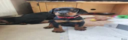 Dobermann dogs for sale: Adorable Doberman puppies  - Advert 31