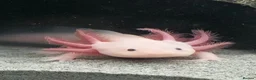 Axolotl reptiles for sale: Axanthic axolotl - Advert 2