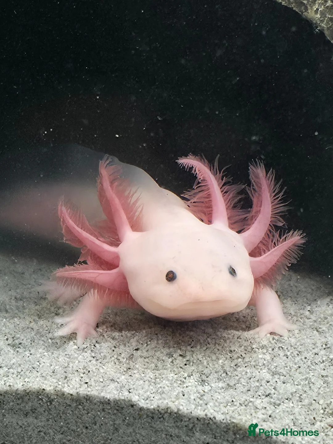Axolotl reptiles for sale: Axanthic axolotl - Advert 2