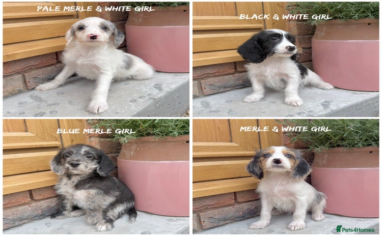 Mixed Breed dogs in Rhayader - Advert 14