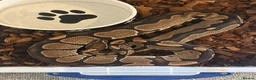 Python Snake reptiles for sale: Adult Female Ball Pythons - Proven Breeders - Advert 4