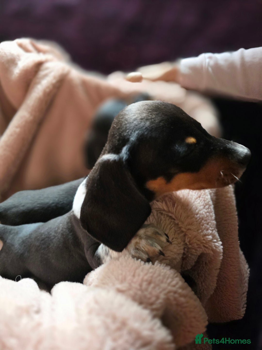 Dachshund dogs for sale: KC Registered Shorthaired dachshunds  - Image 6