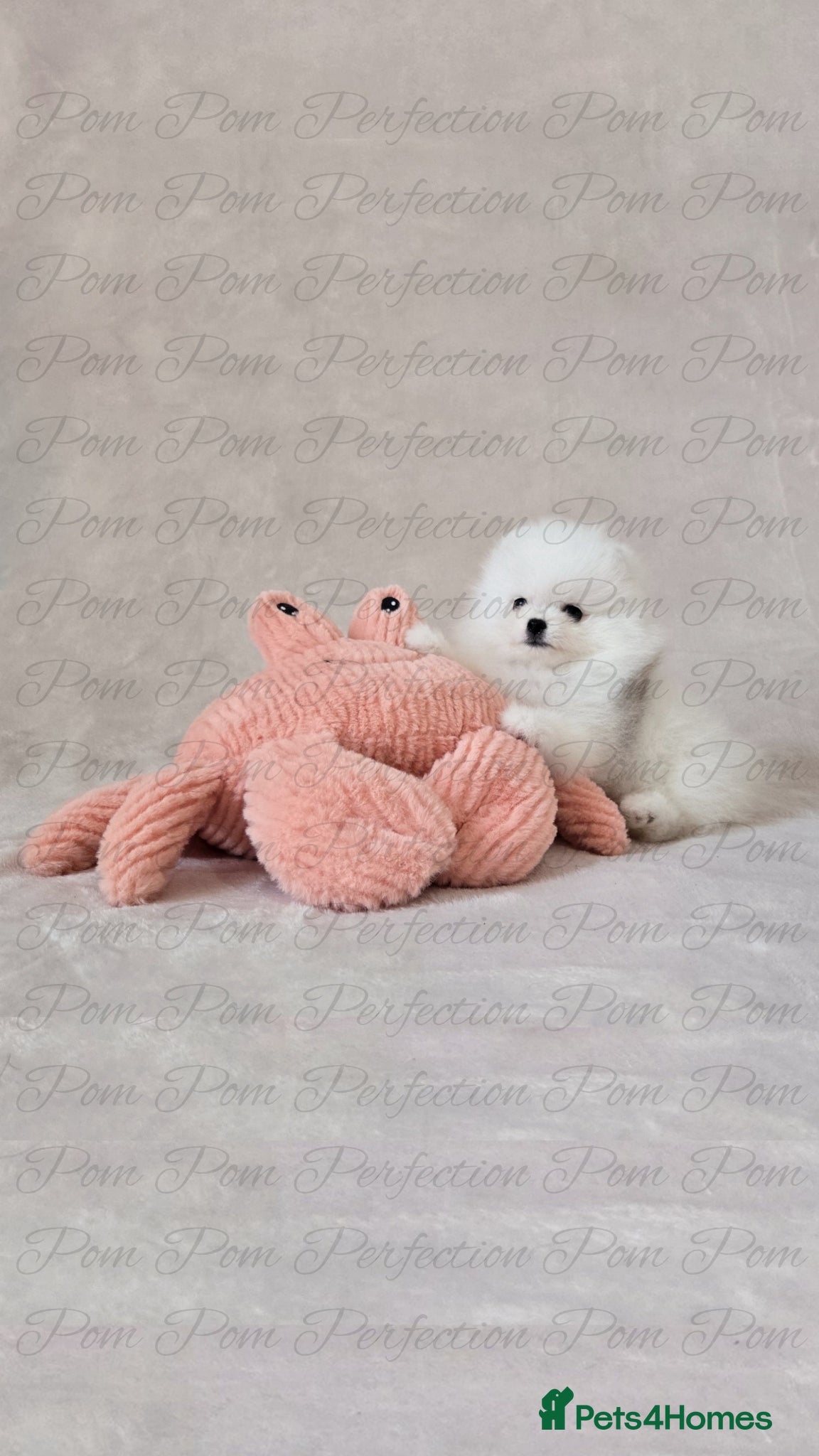 Pomeranian dogs for sale: Teddy Bear Pomeranian Puppies - Advert 10
