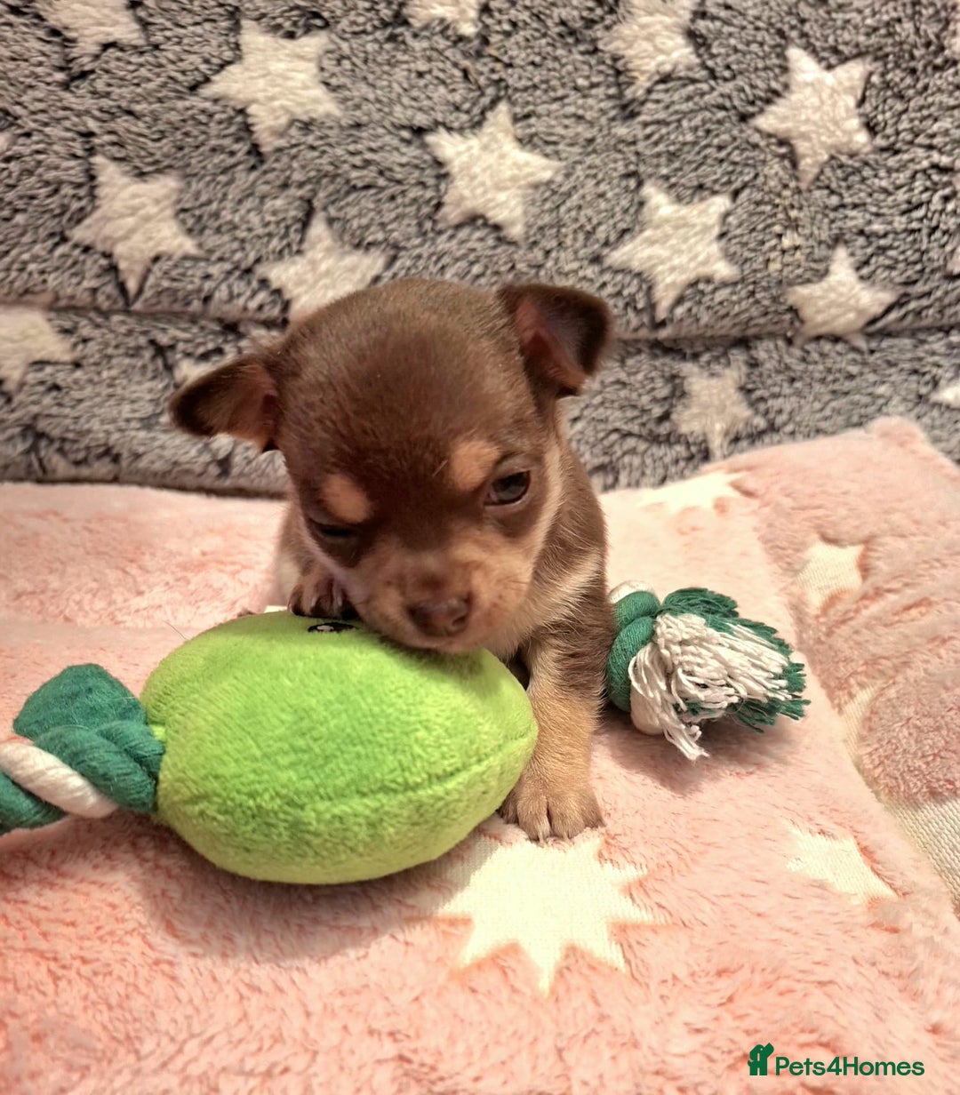 Chihuahua dogs for sale: * Three most beautiful chihuahua girls* - Advert 3