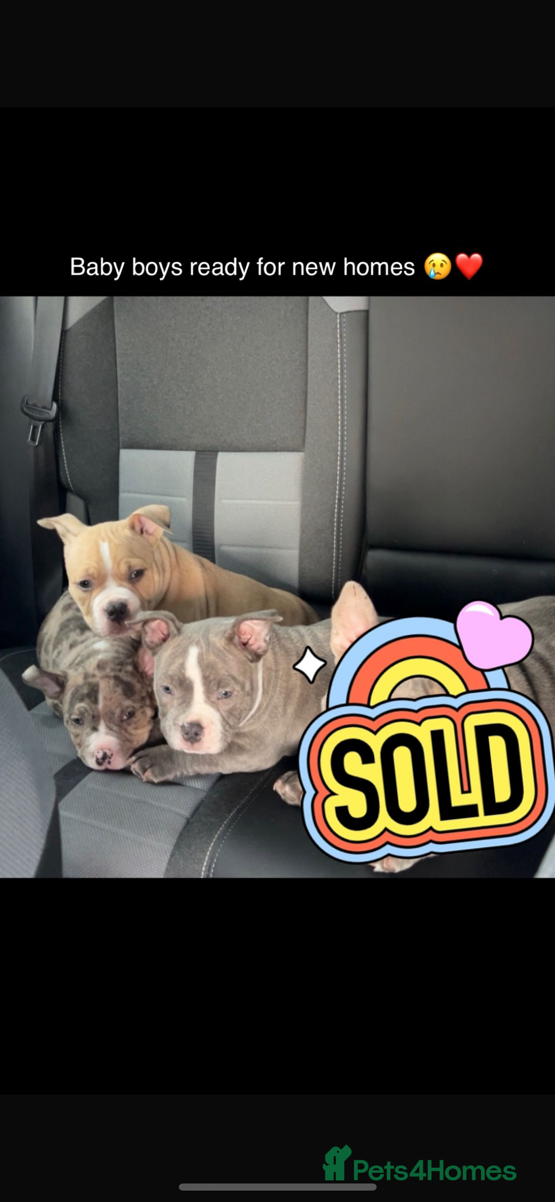 American Bully dogs for sale: 3 American bully’s males  - Advert 13
