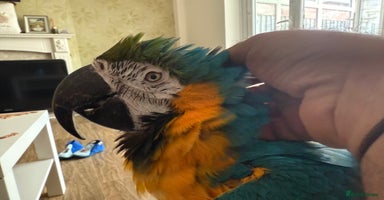 Macaws birds - Advert 8