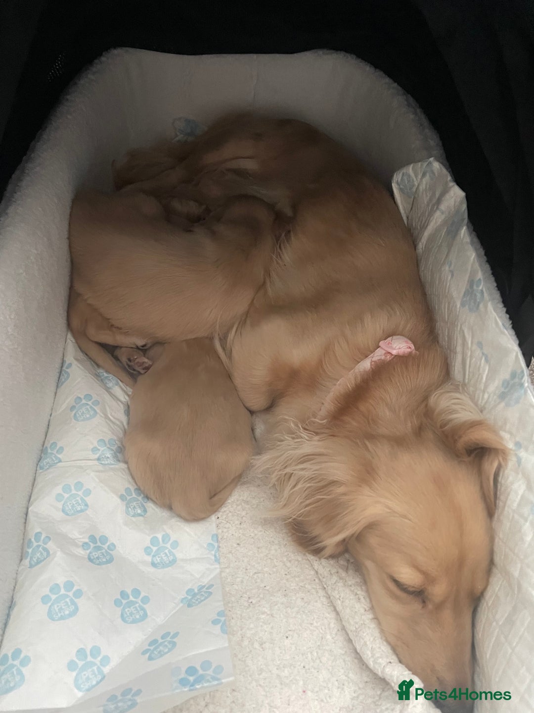 Miniature Dachshund dogs for sale: English cream longhair miniature daschound  - Advert 19