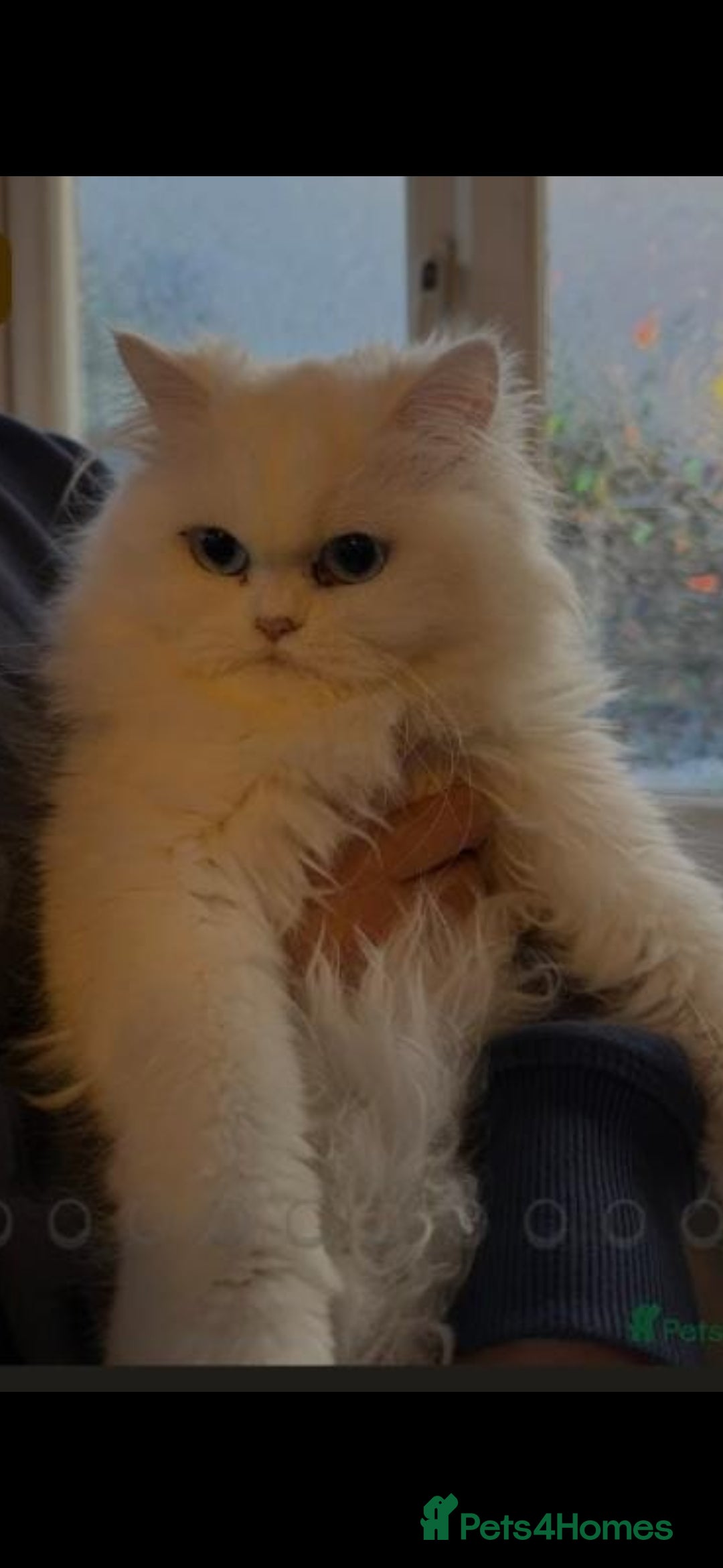 Persian cats Persion Male kitten - Advert 3