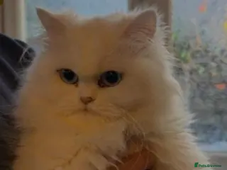 Persian cats Persion Male kitten - Advert 1