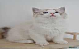 Ragdoll cats for sale: TICA seal lynx bicolour ragdoll kitten  - Image 8