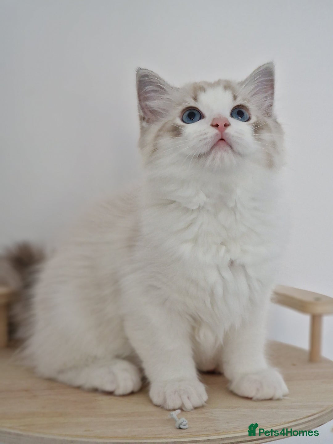 Ragdoll cats for sale: TICA seal lynx bicolour ragdoll kitten  - Image 8