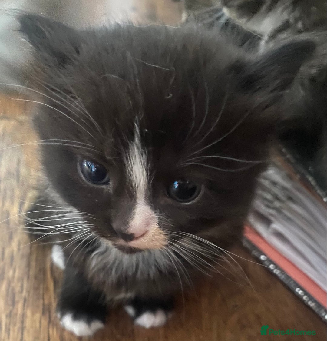 Mixed Breed cats for sale: Beautiful long haired kittens - Image 5