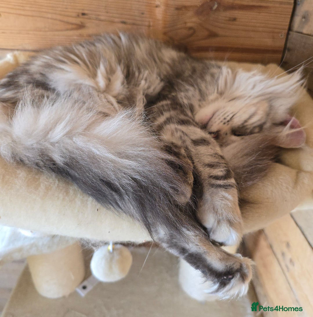 Maine Coon cats for sale: Maine Coon Black Silver Russian Lines - Image 6