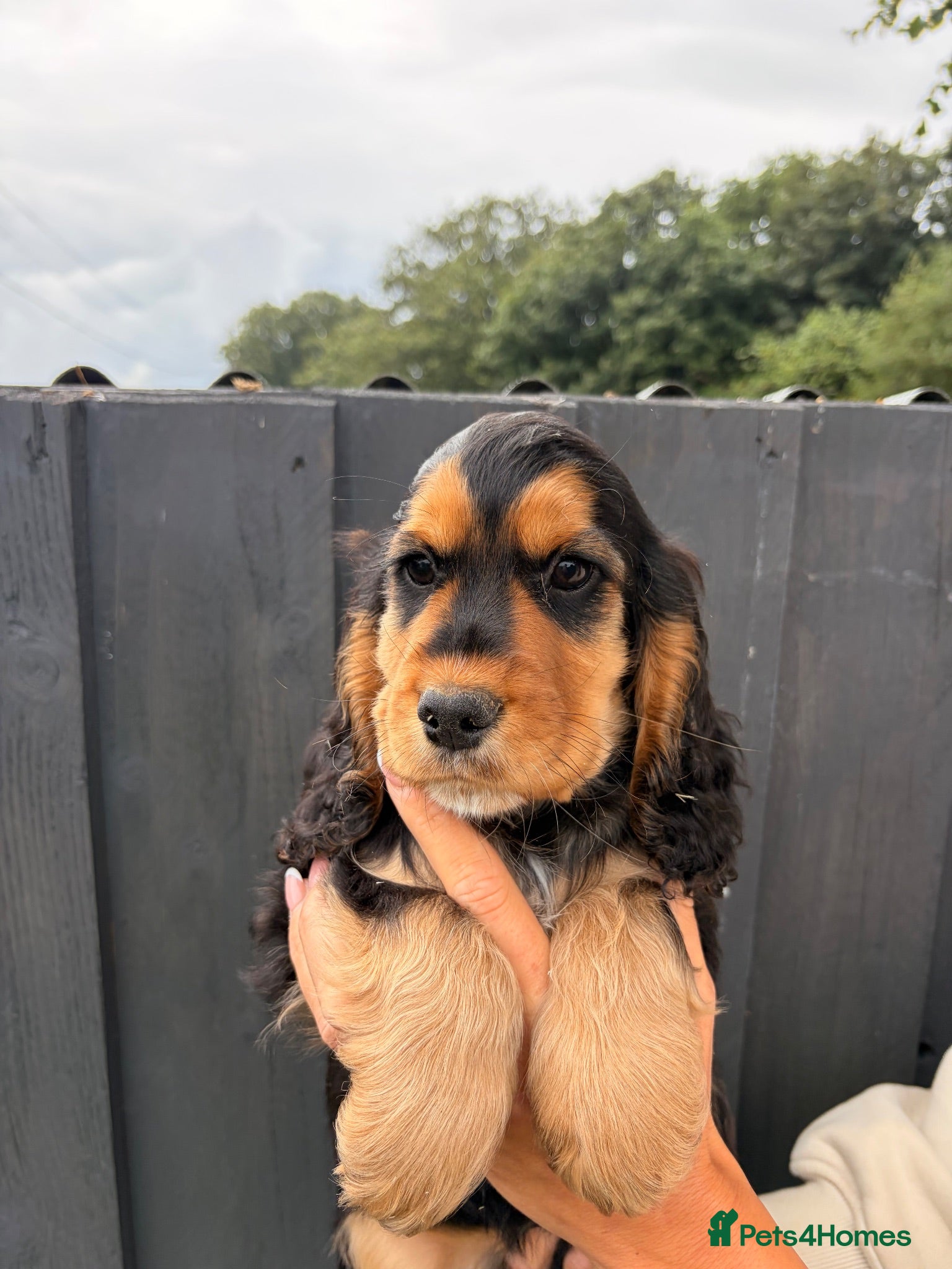 Cocker Spaniel dogs KC Reg show cocker Boy Ready Now ) 💙 - Advert 2