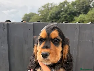 Cocker Spaniel dogs KC Reg show cocker Boy Ready Now ) 💙 - Advert 2