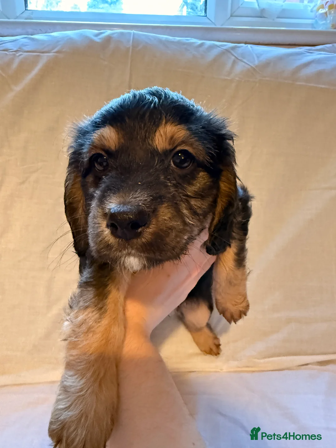 Cockapoo dogs for sale: Cockapoo puppies for sale - Advert 2