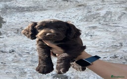 Cocker Spaniel dogs for sale: Cocker spaniel pups - Image 3