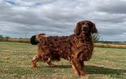 Irish Setter dogs for stud: KC REGISTERED IRISH SETTER FOR STUD  - Image 1