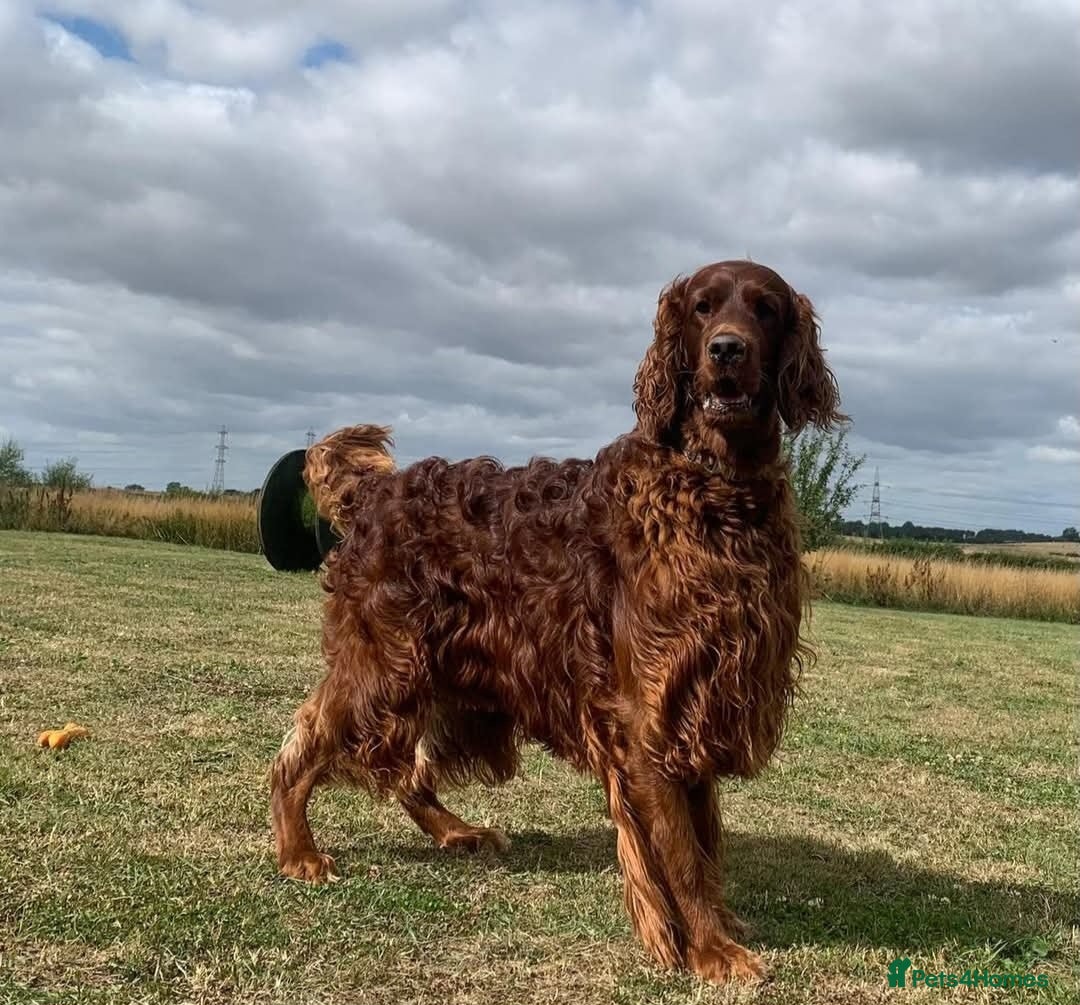 Irish Setter dogs for stud: KC REGISTERED IRISH SETTER FOR STUD  - Image 1