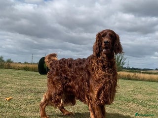 Irish Setter dogs - Advert 1