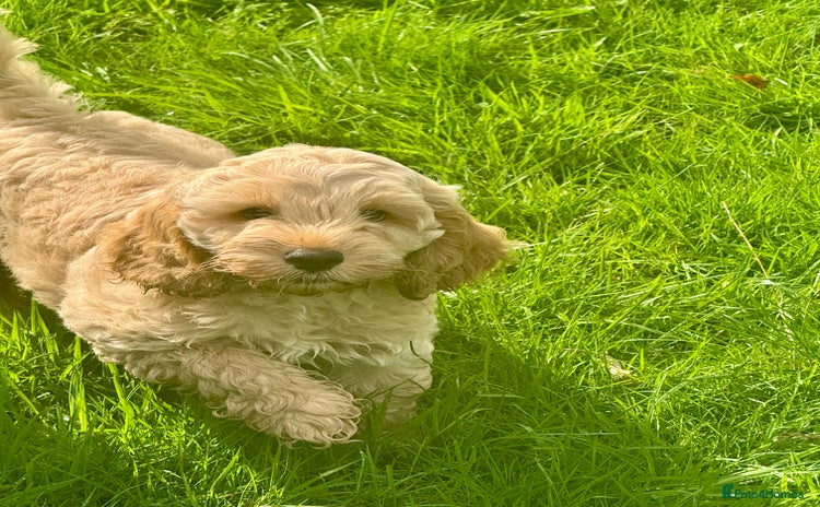 Cockapoo dogs - Advert 6