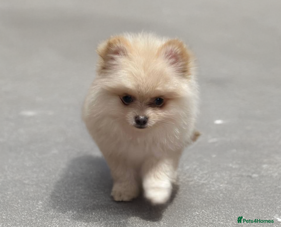Pomeranian dogs for sale: 3 Beautiful Pomeranian Puppies - Image 4