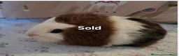 Guinea Pig rodents for sale: Lovely Baby Guinea-pigs Ready Now  - Advert 2