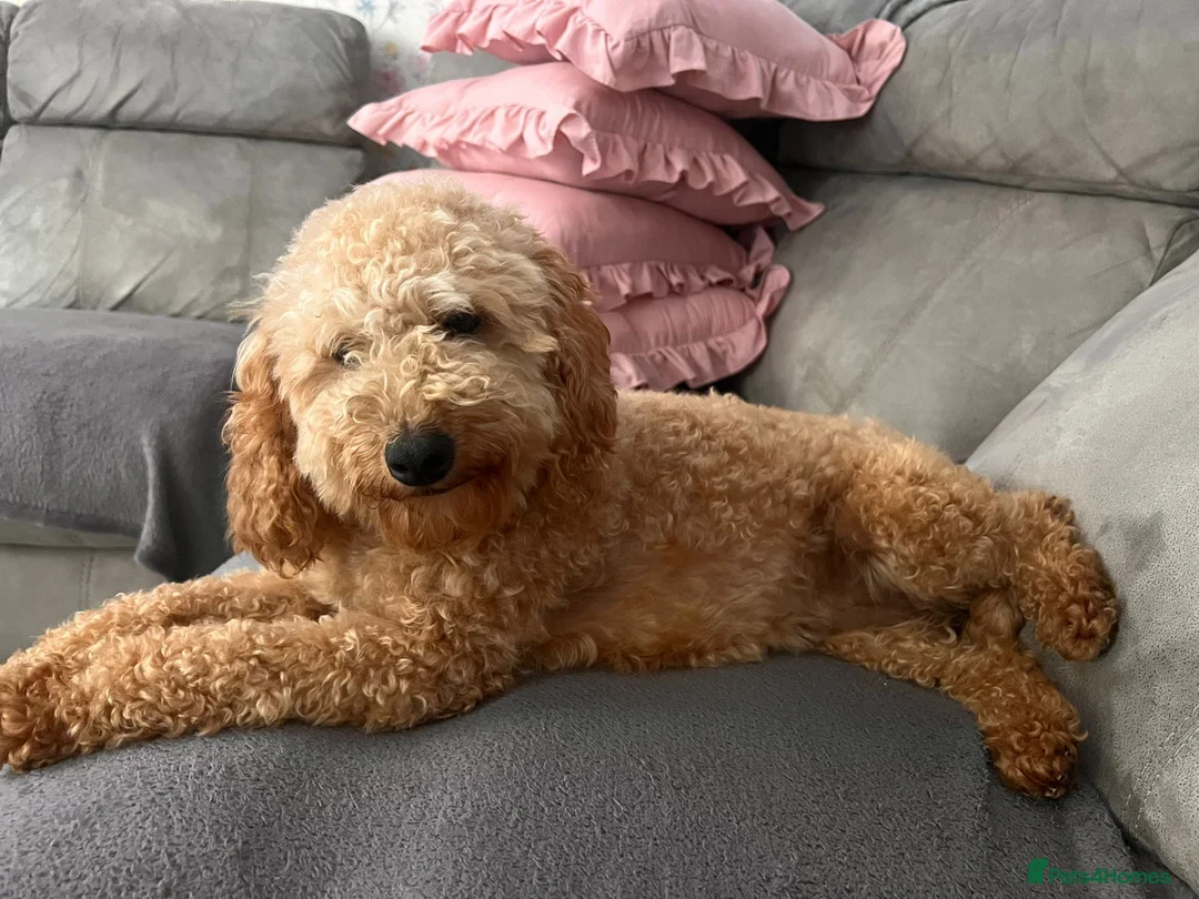 Mixed Breed dogs for sale: 🐩Asian Line Poodles-Fox Red, Apricot 🐩  - Advert 2