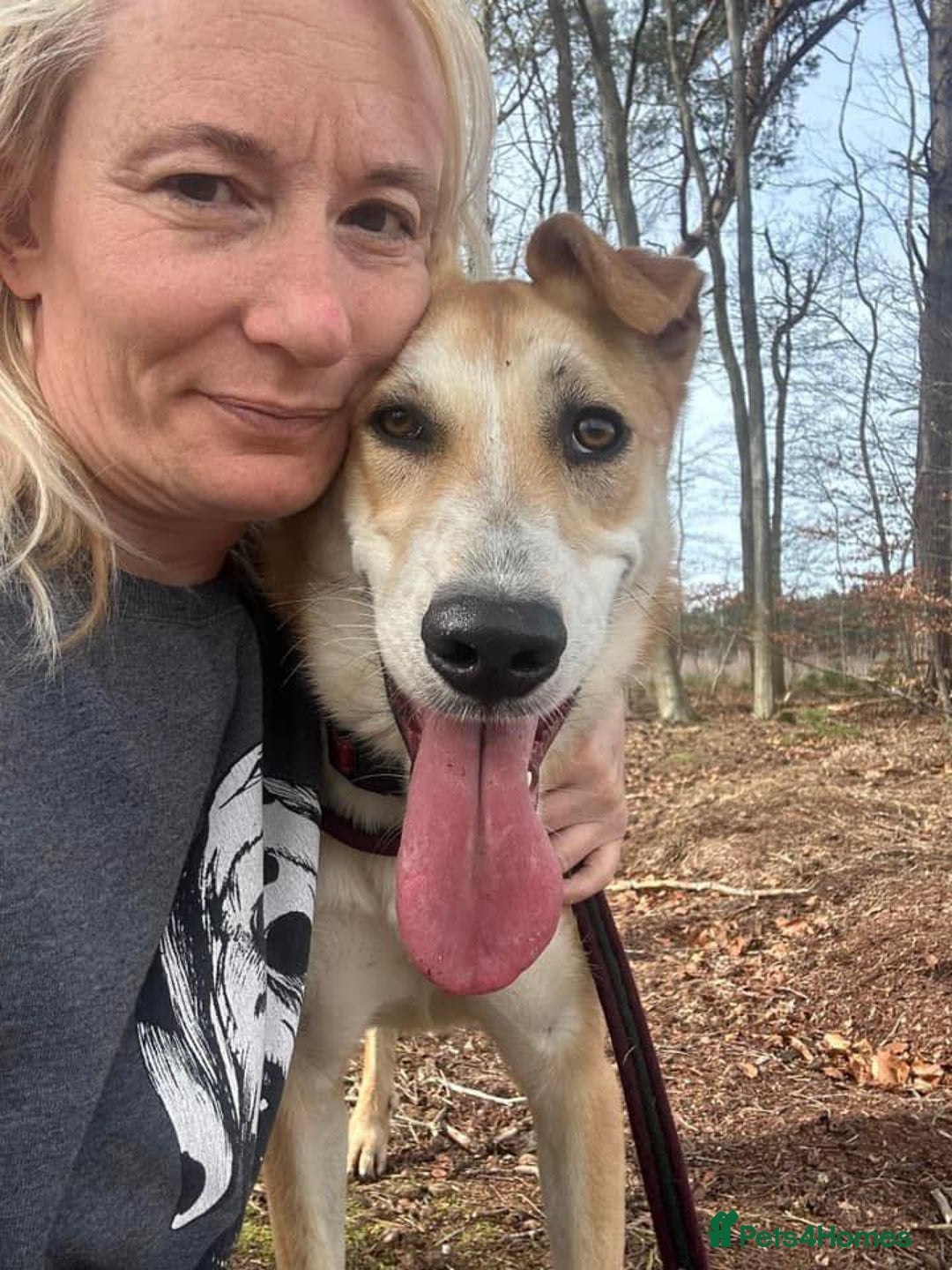 Mixed Breed dogs for adoption: Cristina - Norwich Norfolk  - Image 1