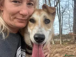 Mixed Breed dogs Cristina - Norwich Norfolk - Advert 12