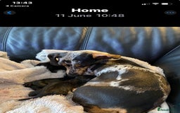 Miniature Dachshund dogs for sale: Miniature duscuhund  - Image 21