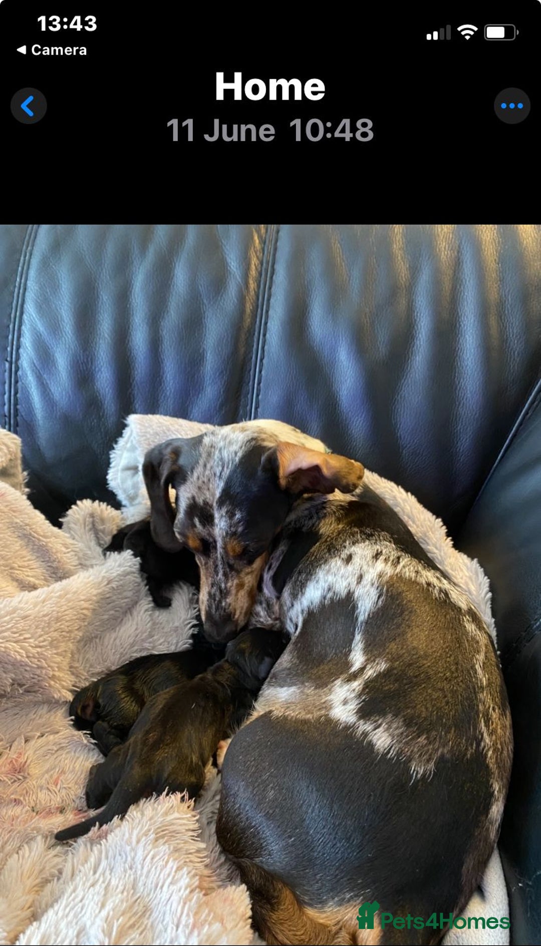 Miniature Dachshund dogs for sale: Miniature duscuhund  - Image 21