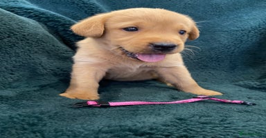 Labrador Retriever dogs - Advert 3