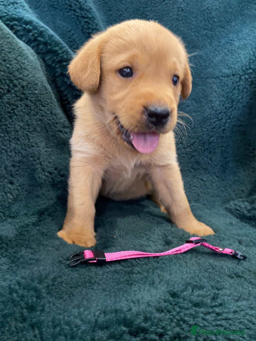 Labrador Retriever dogs for sale: KC Registered Labrador Puppies  - Image 3