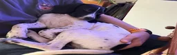Mixed Breed dogs for adoption: Tiana (Pointer mix) in Coulsdon - Advert 6