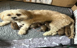 Lhasa Apso dogs for sale: 6 beautiful Lhasa apsos  - Image 22