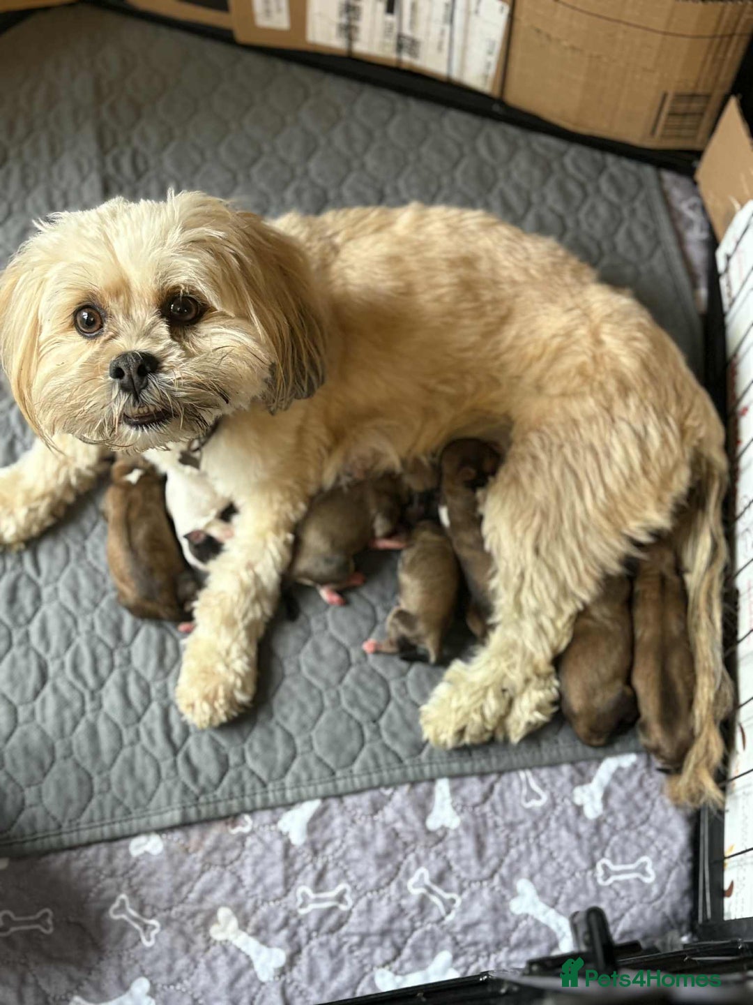 Lhasa Apso dogs for sale: 6 beautiful Lhasa apsos  - Image 22